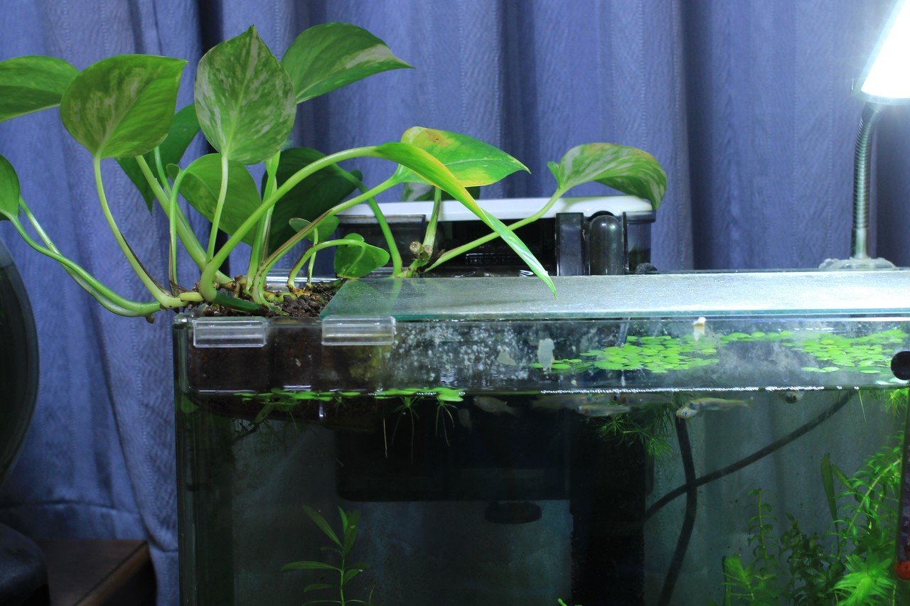 水槽の水で観葉植物育成 りょうた 茨城県のhsp第一人者 Note