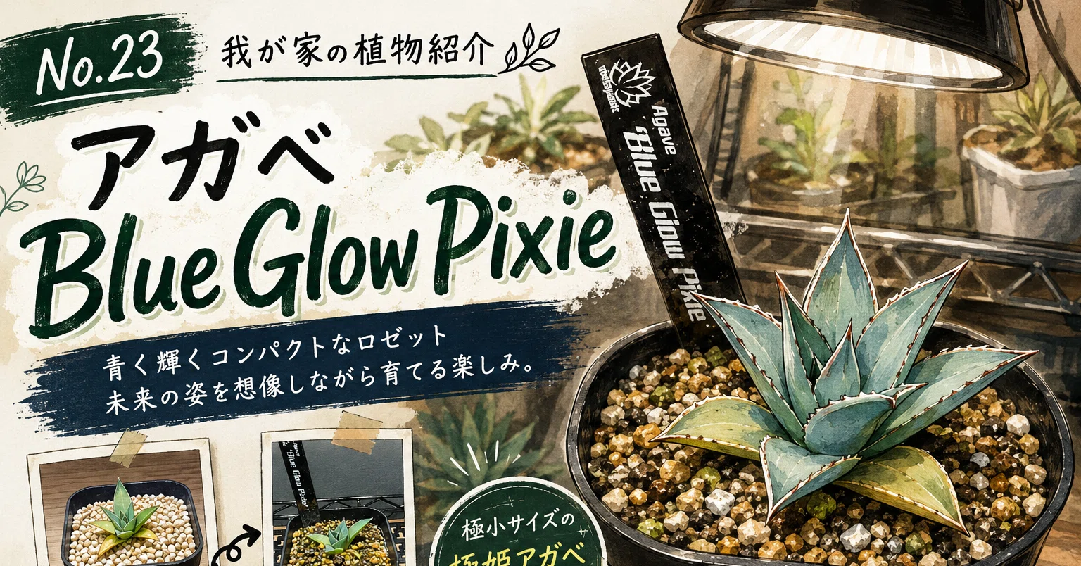 No.23 我が家の植物紹介「アガベ Blue Glow Pixie」｜マキ爬虫類飼育部屋