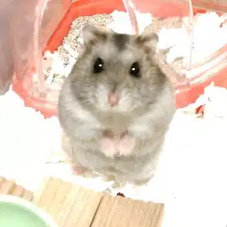 砂男（すなお）