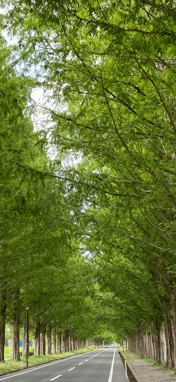 日記。
24日。滋賀県高島市にあるメタセコイア並木を見に行く。琵琶湖の北西。
高さ30mを超すメタセコイアが、道の両側に500本、2.4キロにわたって整然と並ぶ。1981年、約40年前に植えられた。
2年前に行った時より木々は更に生長し、道の両側から鬱蒼と枝葉を交わす。昼だが木下はほの暗く、行けども行けども深緑の天井。
思わず「おお〜〜」と声が出る。新緑を過ぎ深い色合いとなって、夏に向かう木々。いつもは人が多いが、時節柄閑散として、独り占めの満足を味わった。＃メタセコイア並木　＃木下闇　＃写真　