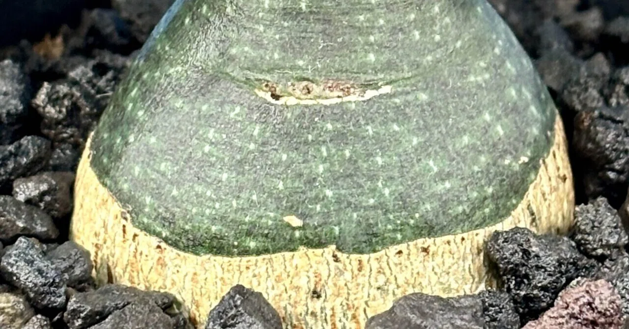 アデニア|グラウカ|トトロ｜cova 塊根植物に沼った美容師の独り言