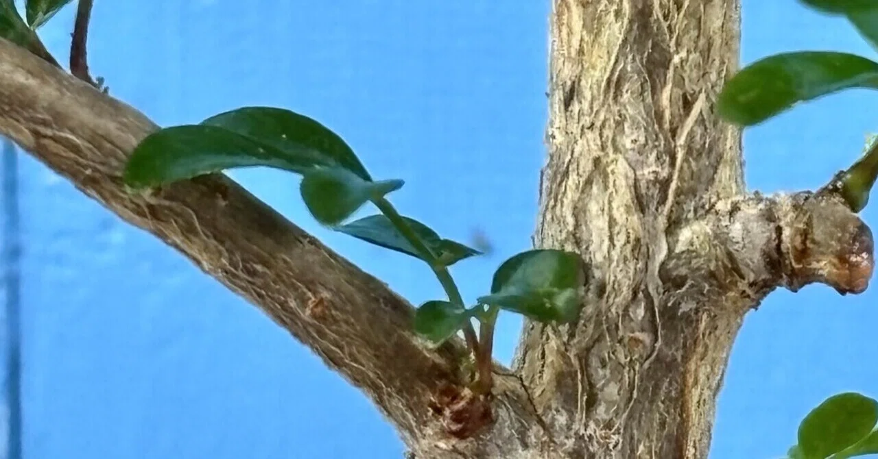 オペルクリカリア|デカリー|根挿し？挿し木？｜cova 塊根植物に沼った
