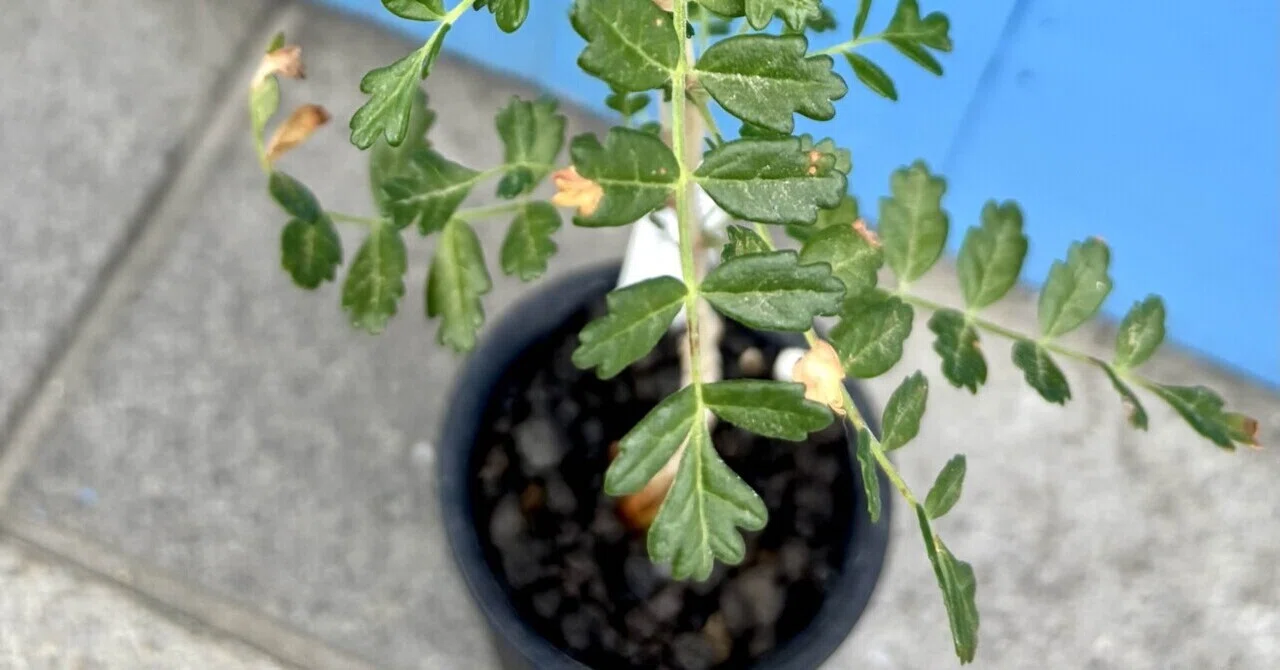 パキコルムス|ディスカラー|仔象の木｜cova 塊根植物に沼った美容師の