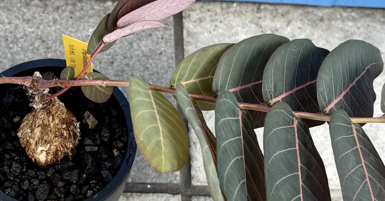 フィランサス|ミラビリス|Like a bird.｜cova 塊根植物に沼った美容師