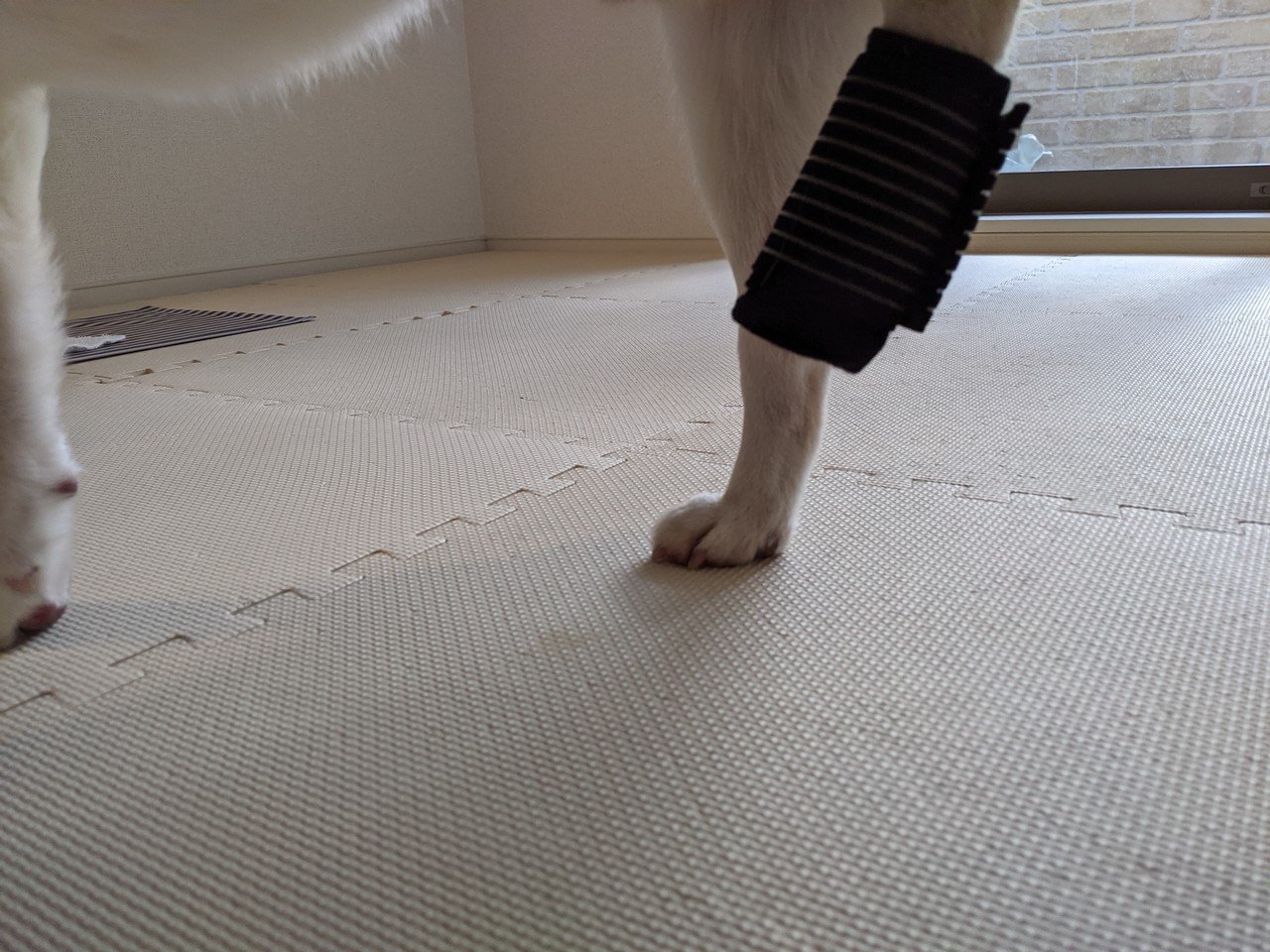 犬のくつ 代用品をさがす 犬の介護 Una Ricca Note 犬のくつ 代用品をさがす 犬の介護 Una Ricca Note
