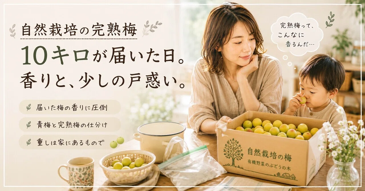 【良い香り】青梅　10キロ　自然栽培 自然栽培の完熟梅10キロが届いた日。香りと、少しの戸惑い。｜福晴