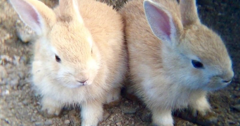 夢の記録 - 小動物が出てきた -