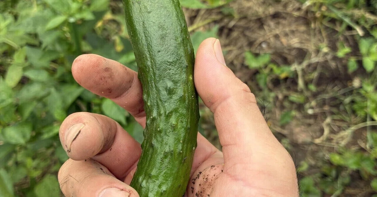 畑日記 / Farm Diary】きゅうりさんの収穫｜Cucumbers for the Table