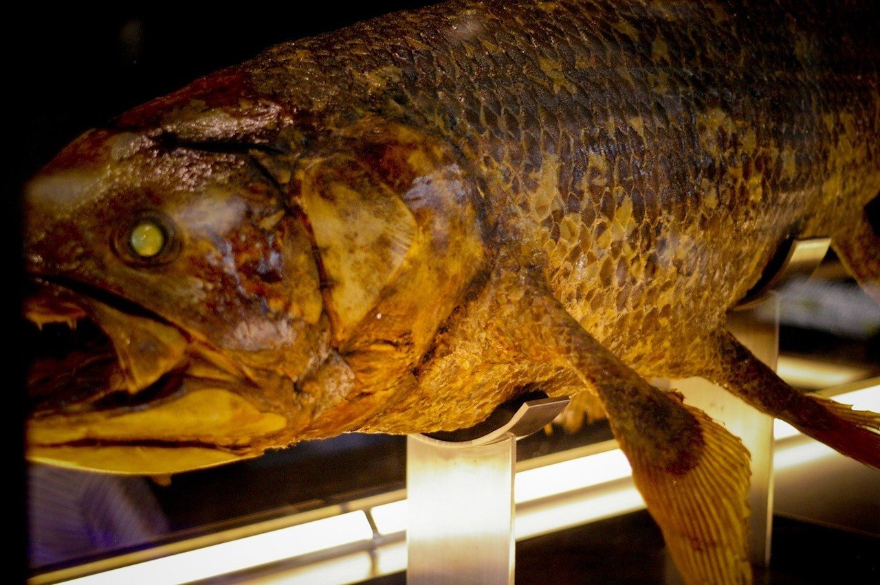 写真「シーラカンス」｜ムラサキ