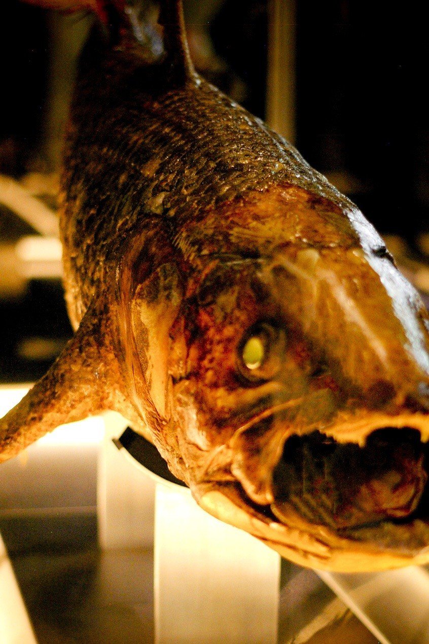 写真「シーラカンス」｜ムラサキ