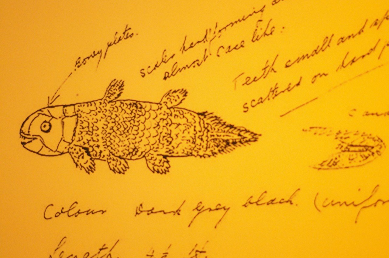 写真「シーラカンス」｜ムラサキ