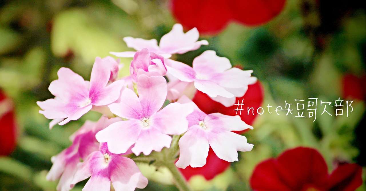 6月24日 誕生花はバーベナ Note短歌部 御子柴 流歌 Note