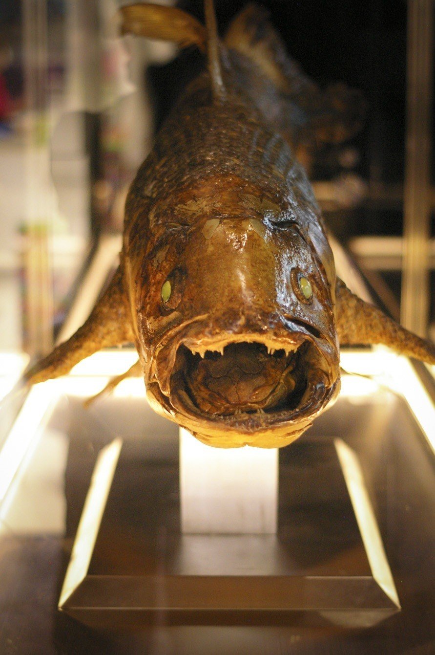 写真「シーラカンス」｜ムラサキ