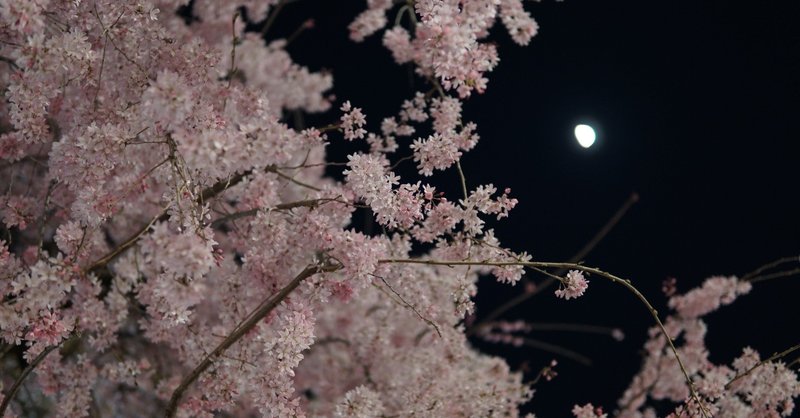 桜の季節7