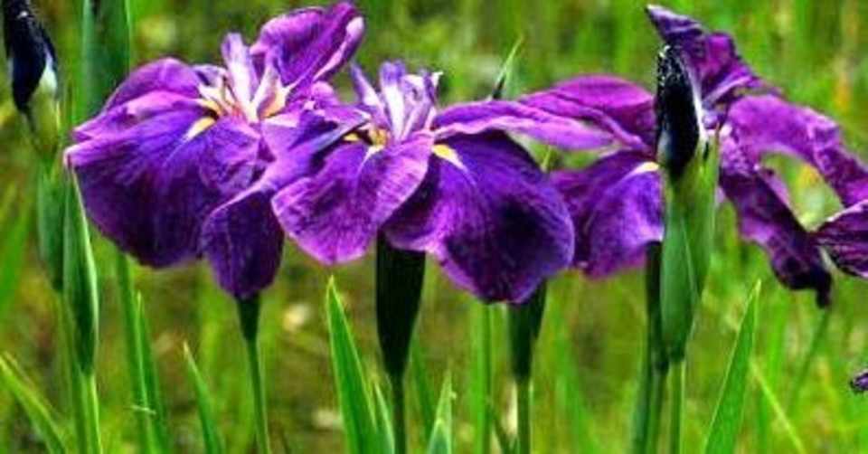 菖蒲華 あやめはなさく Planet Note