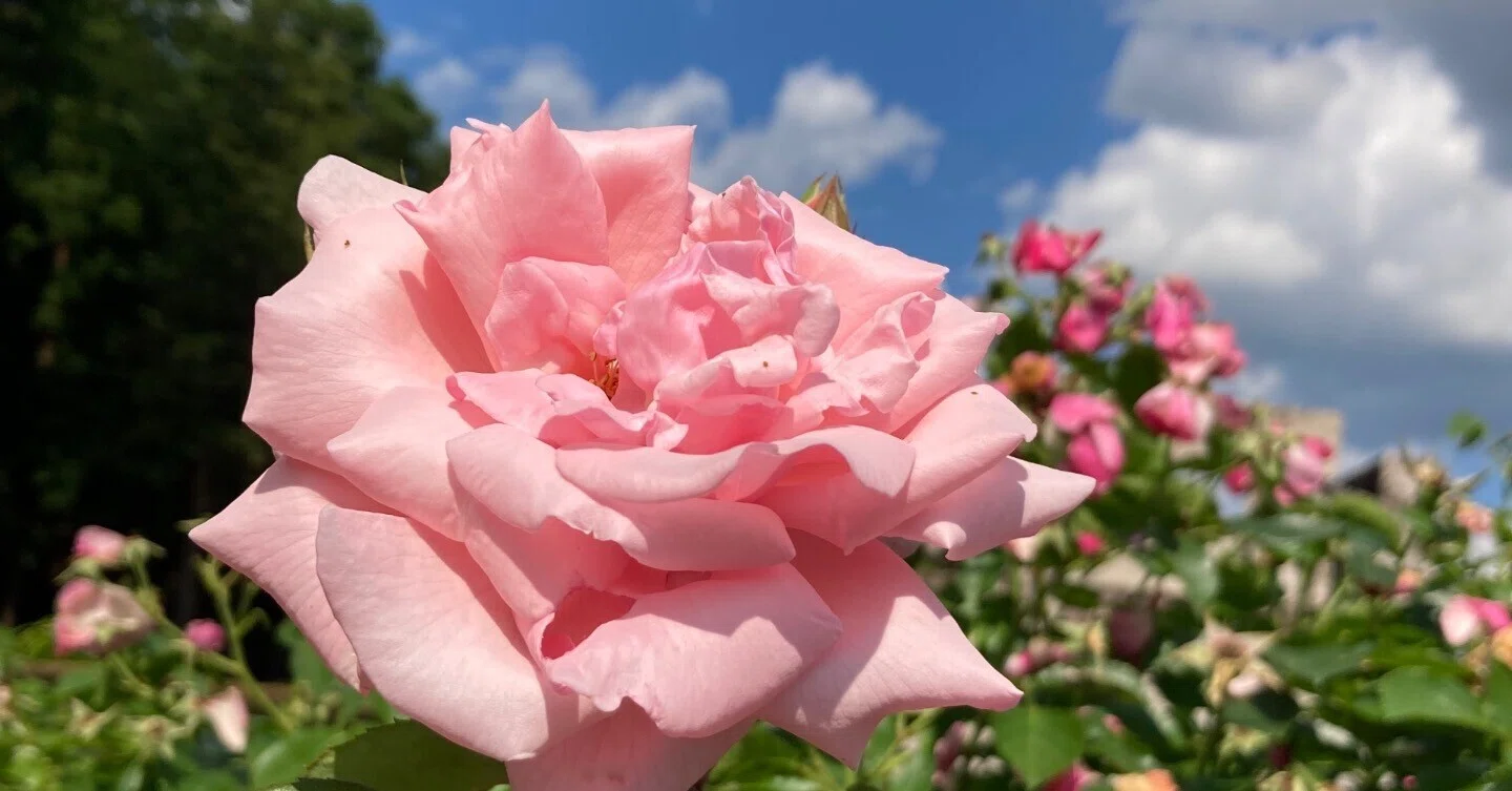君は薔薇より美しい【滝沢総合公園：バラ園】｜オールドハリー・ロックス