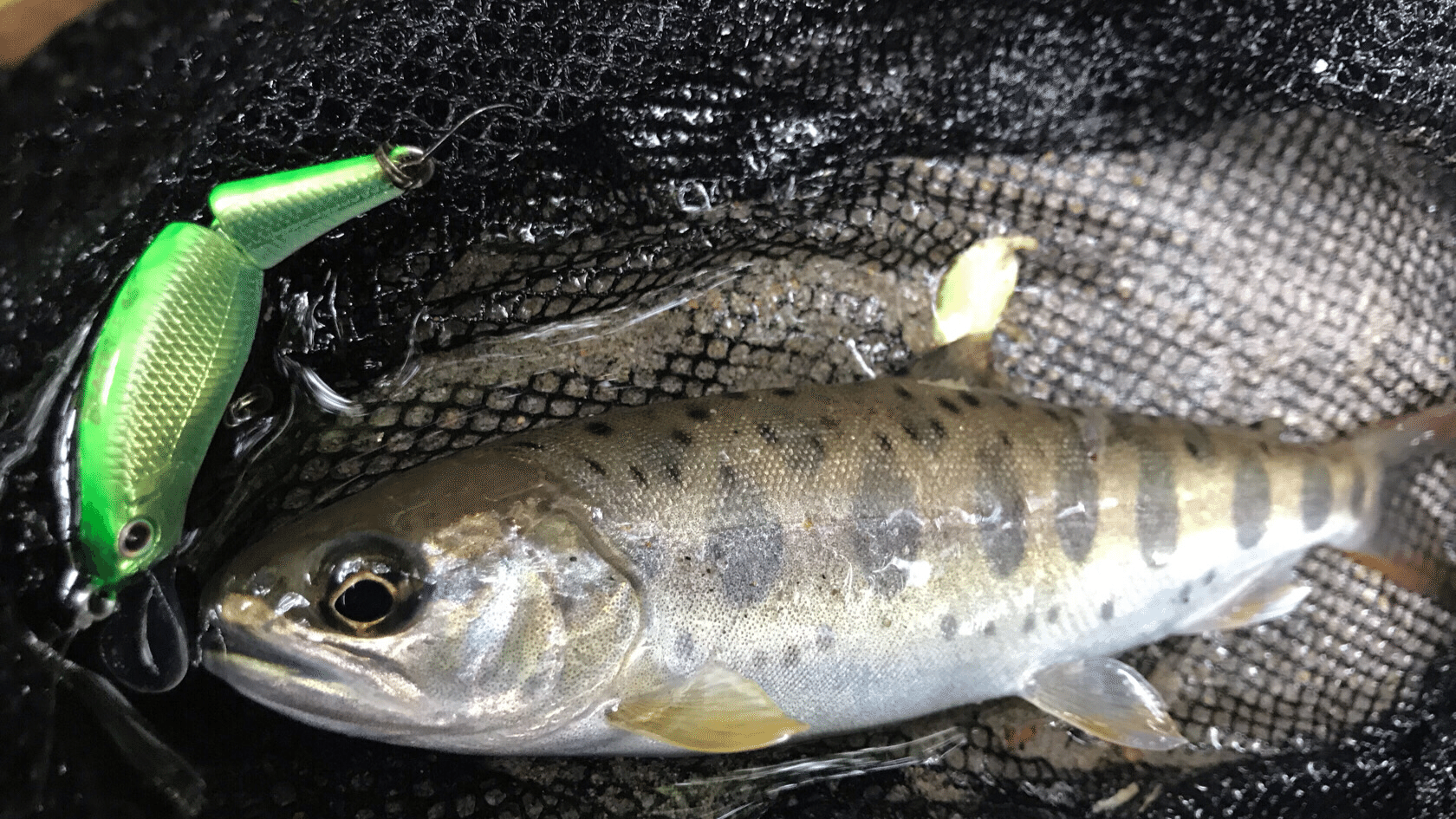 1分でわかる魚図鑑 宇呂草見 Note 1分でわかる魚図鑑 宇呂草見 Note