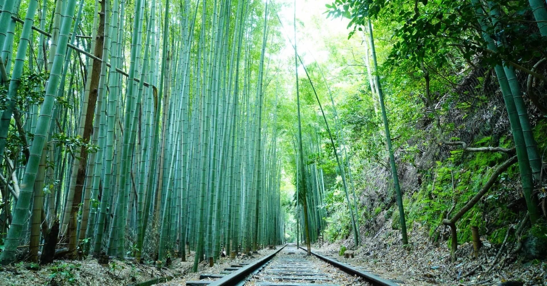 GW 鳥取撮り旅 ～3日目 （前半）（日本一美しい廃線跡・倉吉）｜シカノミエ