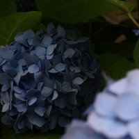 流星コーリングを語りたい 華の壁 Note
