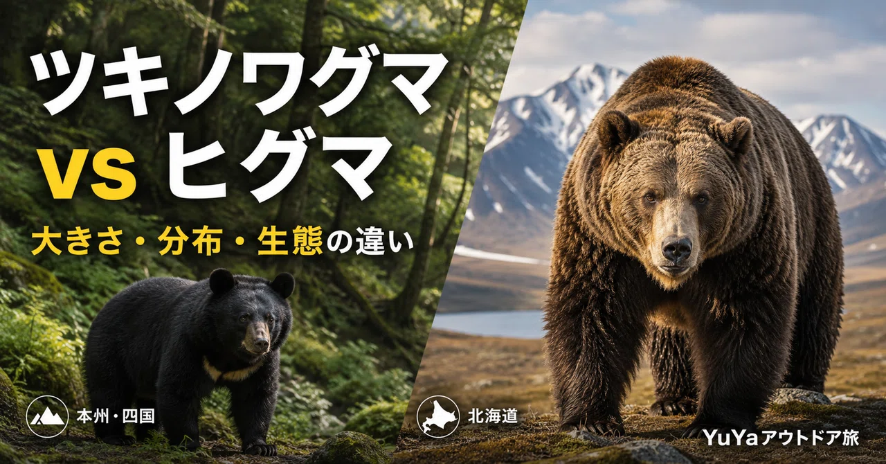 ツキノワグマとヒグマ、何がどう違う？──データで見る日本の“2大グマ