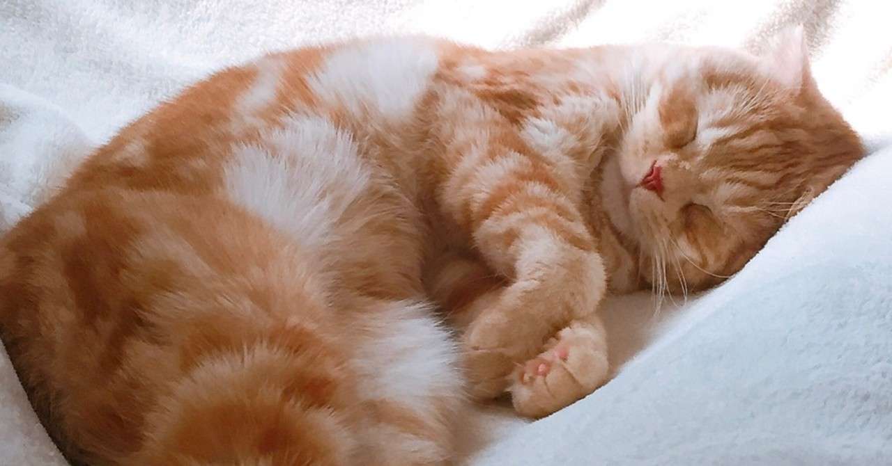 スピッツの猫な歌詞は名曲 最新曲 猫ちぐら のパラレルな世界