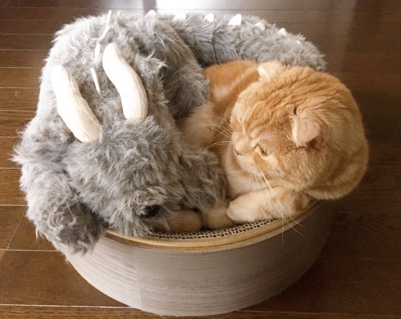 ち 歌詞 猫 ぐら