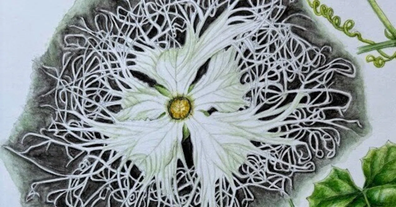 植物画・ボタニカルアート】キカラスウリ～日が昇っても咲いている花