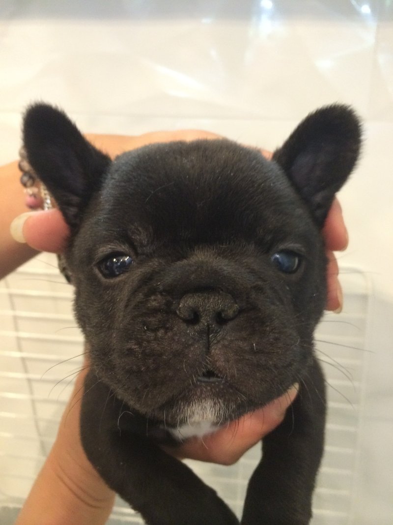 30代独身男 職業デザイナー いきなり犬を飼う フレンチブルドッグ編 Bisei Iwamoto Note 30代独身男 職業デザイナー いきなり犬を飼う フレンチブルドッグ編 Bisei Iwamoto Note