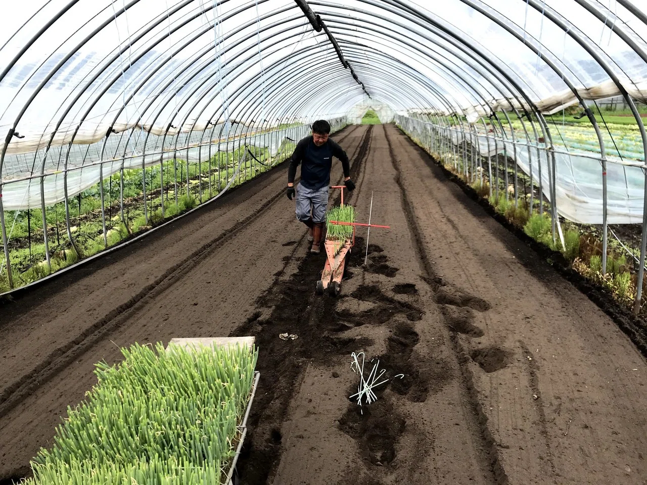 ネギを植えるのはひっぱり君｜吉田拓実｜さいこうファーム OKHOTSK BIHORO