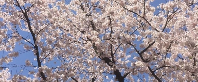 桜と地域の結びつき