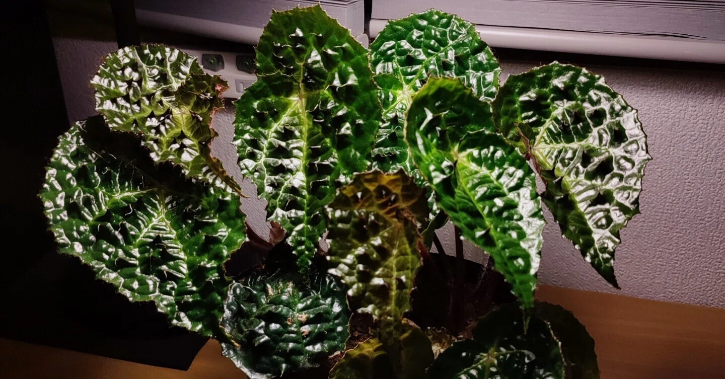 Begonia ferox ベゴニア フェロックス の分類・分布・形態について｜ざび