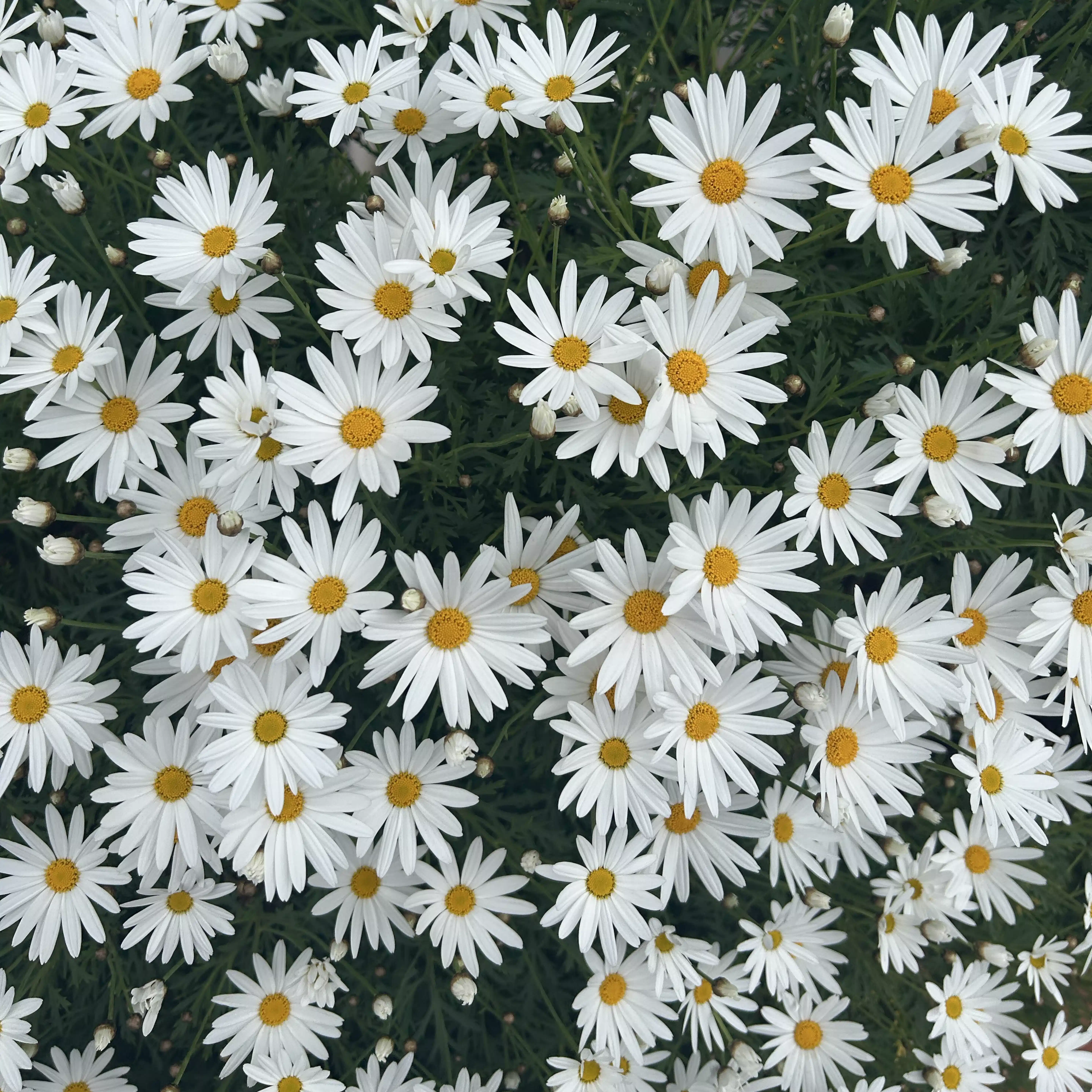 ソリテア