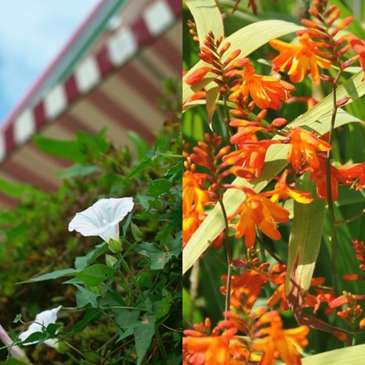 6月25日お誕生日の方おめでとうございます 今日の誕生花の花言葉は ヒルガオ 絆 友達のよしみ 情事 モントブレチア 謙譲の美 陽気 今日も素敵な1 日になりますように 誕生花 Monstera18 Note