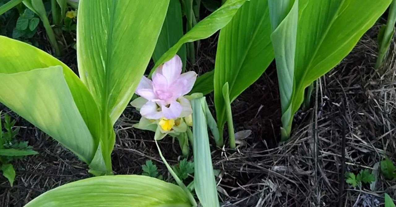 道端に咲く花 その花言葉は 乙女の香り スー Note 道端に咲く花 その花言葉は 乙女の香り スー Note