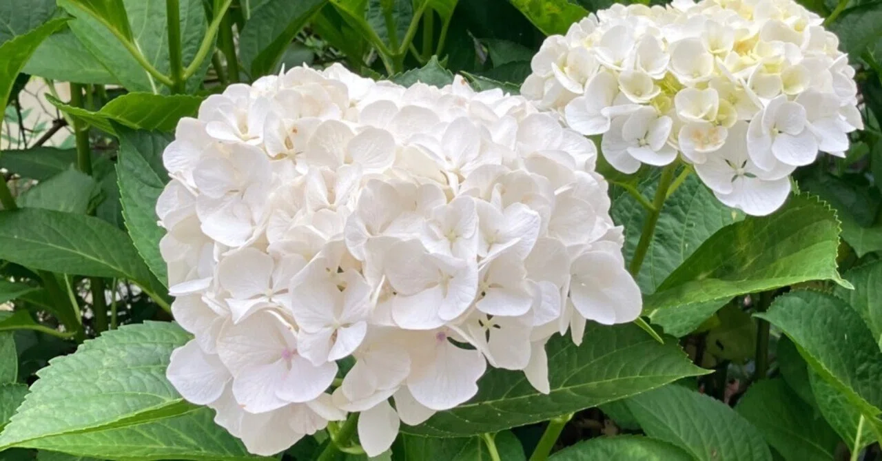 白紫陽花｜楠岡