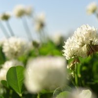 流星コーリングを語りたい 華の壁 Note 流星コーリングを語りたい 華の壁 Note