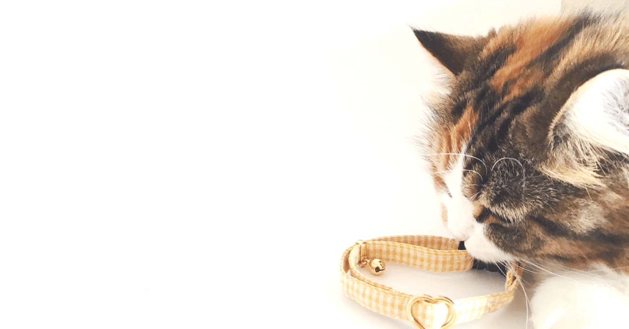 猫エッセイvol 1 首輪にカメラを取り付けたい かめれもん 人生に 心からのよろこびを Note