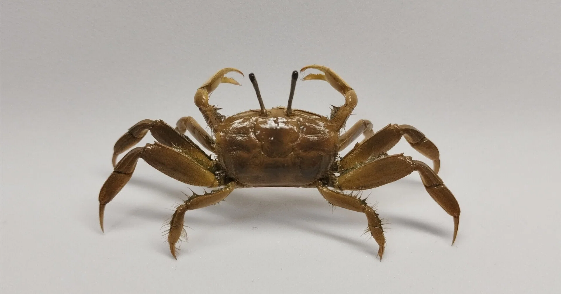 ヤマトオサガニの剥製を作ってみた｜魚道部！/ 剥製師 力石眞弘 (ﾁｶﾗｲｼ