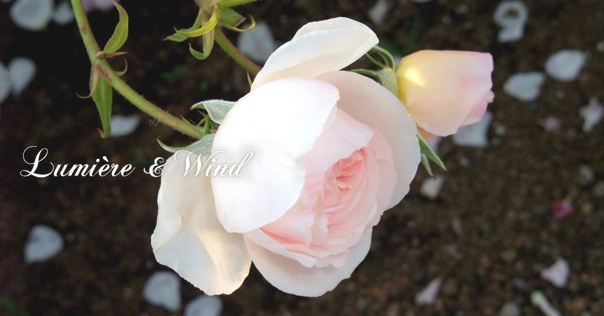 Ⅵ．私｜花陽 ✧ 光と風の丘へ｜note