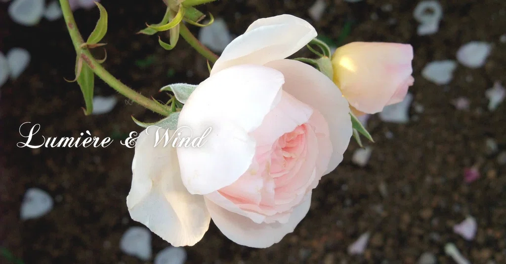 Ⅵ.私|花陽 ✧ 光と風の丘へ|note