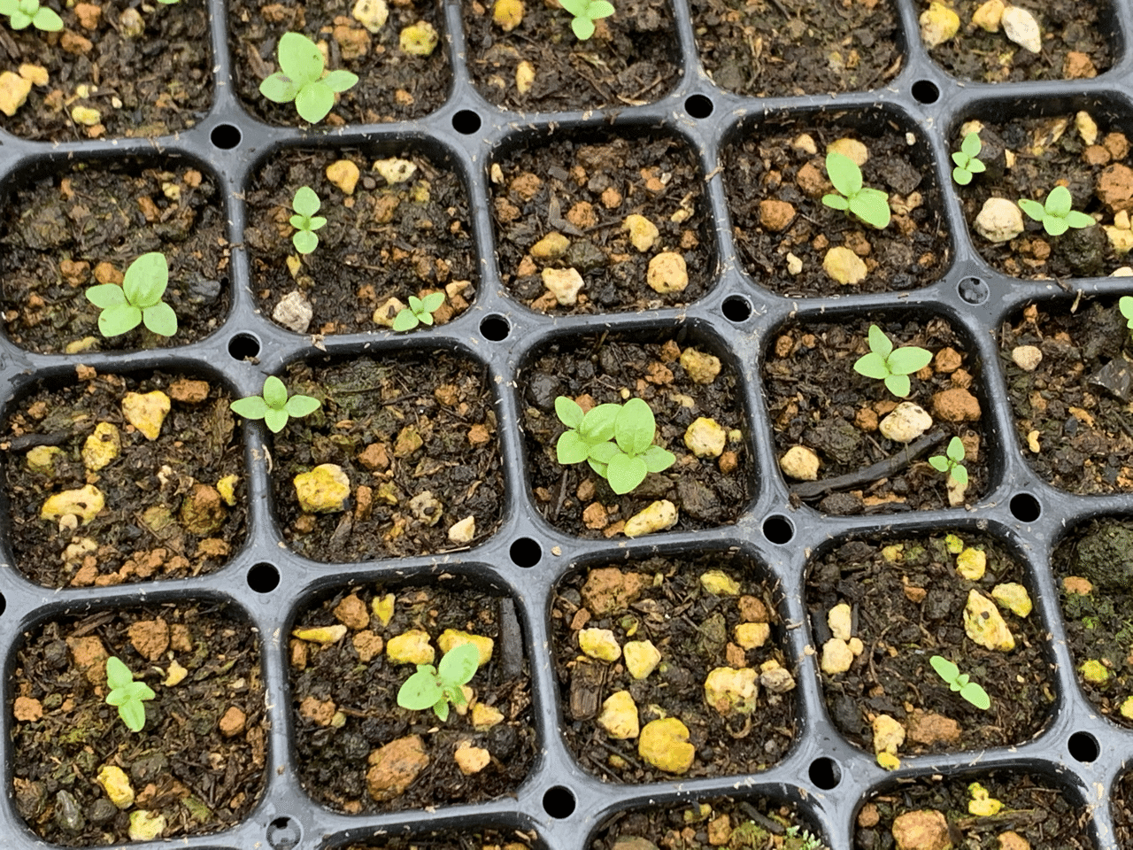 野生リンドウを種子からそだててみたno 1 19 9 6 テツ Note