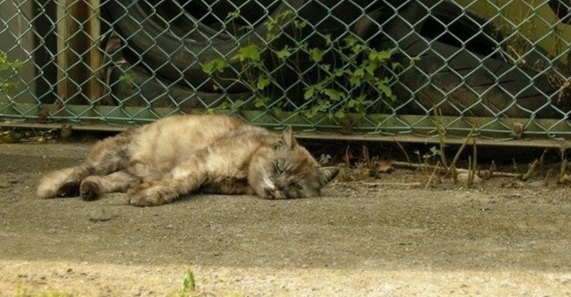 別に構いませんよ と英語でなんと言う ゆんみ note