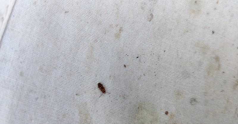オオキバチビヒラタムシと出会った話 からちゃん 島旅農園 ほとり Note オオキバチビヒラタムシと出会った話 からちゃん 島旅農園 ほとり Note