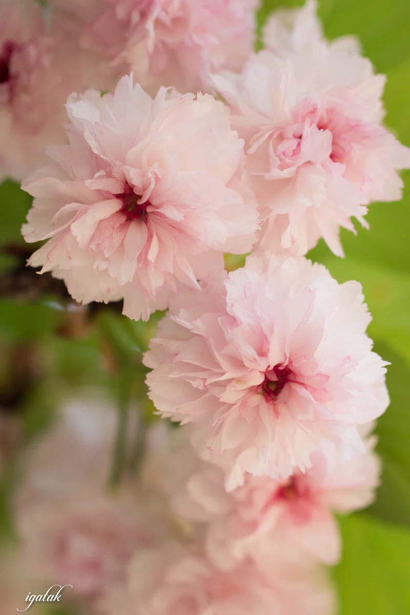 桜菊透し NT-65 青かっ