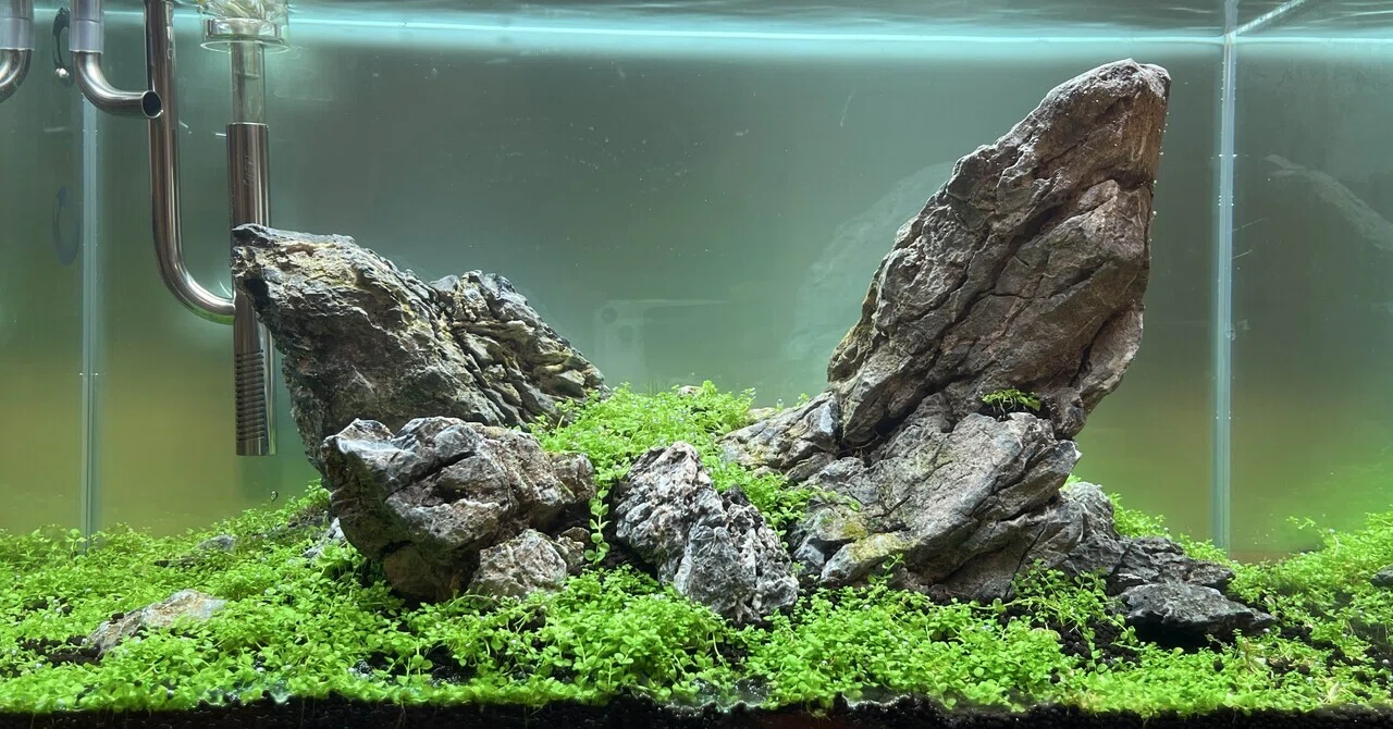 3畳アクア計画 その11 60cm水槽の変遷｜.com