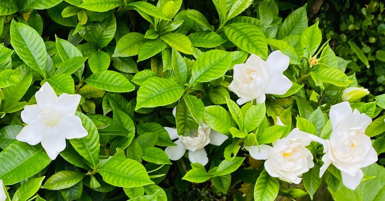 木実の名は 8 雨上がりの庭で クチナシの香りの さとなお 佐藤尚之 Note 木実の名は 8 雨上がりの庭で クチナシの香りの さとなお 佐藤尚之 Note