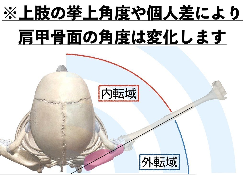 スキャプラプレーン ♯投球障害予防｜理学療法士 井上健太