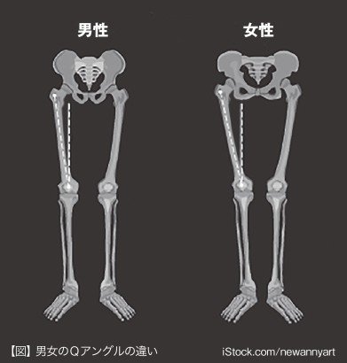 女子アスリート健康相談室vol 1 女性の身体の特徴を知ろう スポーツイベント ハンドボール編集部 Note