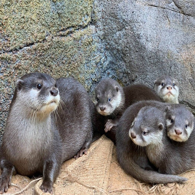 コツメカワウソの赤ちゃん ご紹介 那須どうぶつ王国 日々 どうぶつ日誌