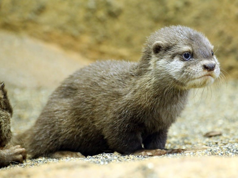 2020年6月田縁ブログ　カワウソ13